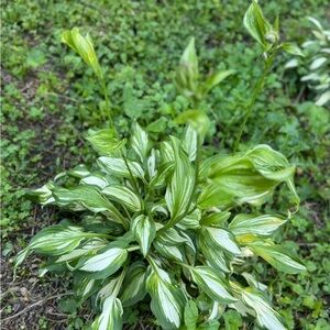 Allegan Fog Hosta Pant 4 Bubs